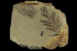Dawn Redwood (Metasequoia) Fossil - Montana #165201-1